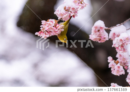 春日的第一天，白雪覆蓋的櫻花和一隻繡眼鳥 137661389