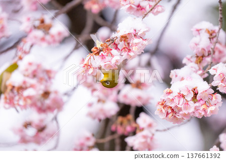 The beginning of spring: Snow-covered cherry blossoms and a Japanese white-eye The beginning of spring: Snow-covered cherry blossoms and a Japanese white-eye 137661392