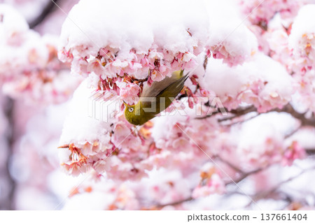 The beginning of spring: Snow-covered cherry blossoms and a Japanese white-eye 137661404