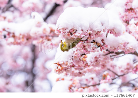 春日的第一天，白雪覆蓋的櫻花和一隻繡眼鳥 137661407