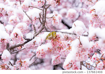 The beginning of spring: Snow-covered cherry blossoms and a Japanese white-eye 137661408