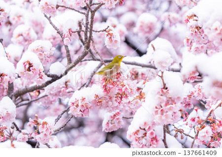 春日的第一天，白雪覆蓋的櫻花和一隻繡眼鳥 137661409