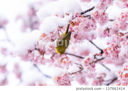 春日的第一天，白雪覆蓋的櫻花和一隻繡眼鳥 137661414