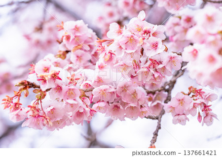 春日的第一天,白雪覆蓋的櫻花和一隻繡眼鳥 春日的第一天,白雪覆蓋的櫻花和一隻繡眼鳥 137661421