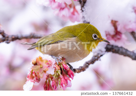 The beginning of spring: Snow-covered cherry blossoms and a Japanese white-eye The beginning of spring: Snow-covered cherry blossoms and a Japanese white-eye 137661432