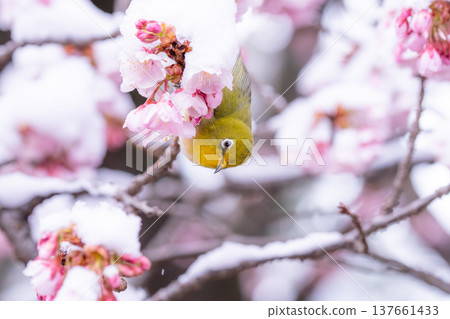 The beginning of spring: Snow-covered cherry blossoms and a Japanese white-eye The beginning of spring: Snow-covered cherry blossoms and a Japanese white-eye 137661433