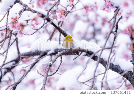 春日的第一天,白雪覆蓋的櫻花和一隻繡眼鳥 春日的第一天,白雪覆蓋的櫻花和一隻繡眼鳥 137661451