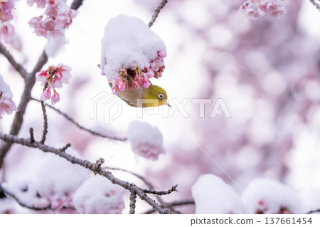 春日的第一天，白雪覆蓋的櫻花和一隻繡眼鳥 137661454