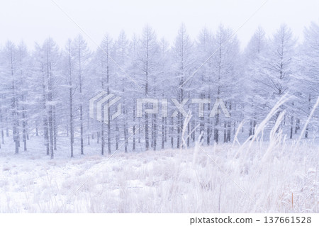《Nagano Prefecture》 Kirigamine plateau in winter, a primeval forest of hoarfrost 137661528