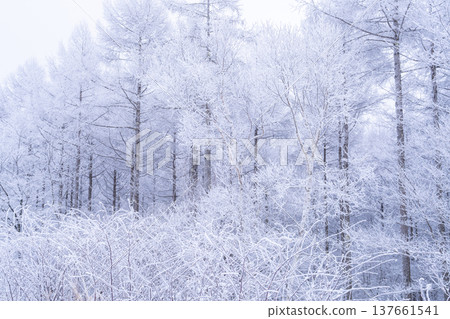 《Nagano Prefecture》 Kirigamine plateau in winter, a primeval forest of hoarfrost 137661541
