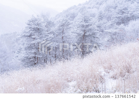 《Nagano Prefecture》 Kirigamine plateau in winter, a primeval forest of hoarfrost 137661542