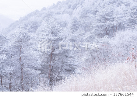 《Nagano Prefecture》 Kirigamine plateau in winter, a primeval forest of hoarfrost 137661544
