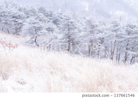 《Nagano Prefecture》 Kirigamine plateau in winter, a primeval forest of hoarfrost 137661546