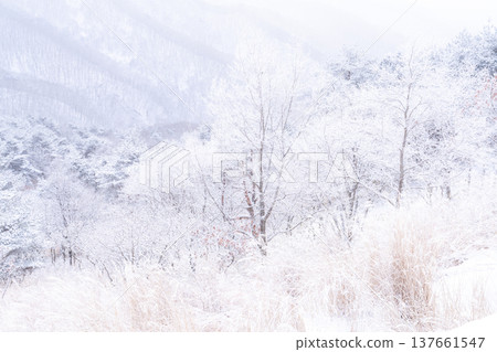 《長野縣》冬季霧谷高原，原始霜凍森林 137661547