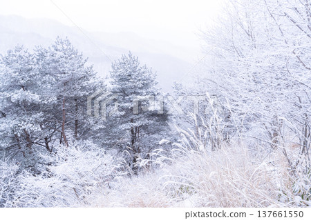 《Nagano Prefecture》 Kirigamine plateau in winter, a primeval forest of hoarfrost 137661550