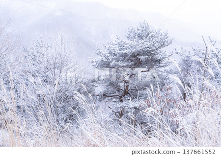 《長野縣》冬季霧谷高原，原始霜凍森林 137661552