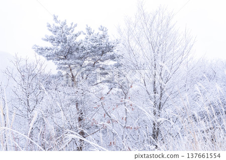 《Nagano Prefecture》 Kirigamine plateau in winter, a primeval forest of hoarfrost 137661554