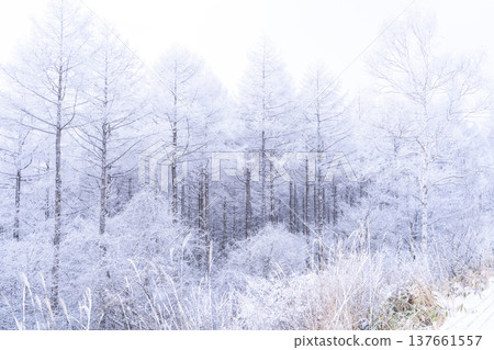 《Nagano Prefecture》 Kirigamine plateau in winter, a primeval forest of hoarfrost 137661557