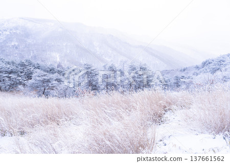 《Nagano Prefecture》 Kirigamine plateau in winter, a primeval forest of hoarfrost 137661562