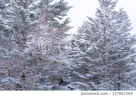 《長野縣》冬季霧谷高原，原始霜凍森林 137661564