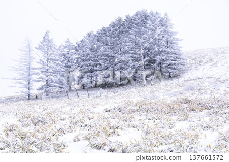 《Nagano Prefecture》 Kirigamine plateau in winter, a primeval forest of hoarfrost 137661572