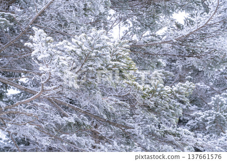 《Nagano Prefecture》 Kirigamine plateau in winter, a primeval forest of hoarfrost 《Nagano Prefecture》 Kirigamine plateau in winter, a primeval forest of hoarfrost 137661576
