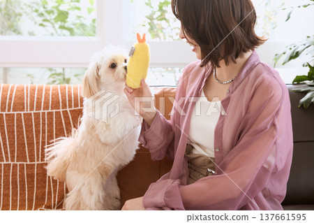 一位女士正在和一隻馬爾濟斯犬玩玩具；與狗的寵物生活；室內交流。 137661595