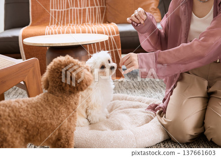 一位女士給她的玩具貴賓犬和馬爾濟斯犬吃零食：狗狗訓練和寵物生活 137661603