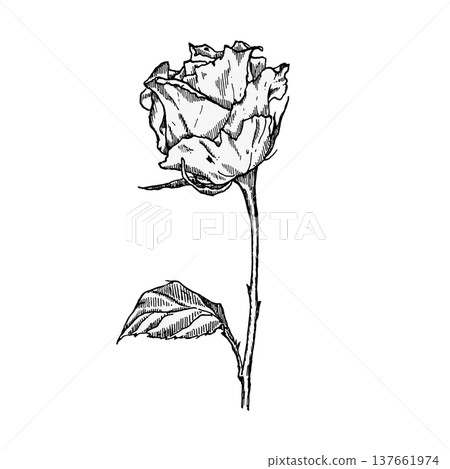 A rose drawn in black in an engraving style. Vector element for festive designs and decorations for Women's Day and birthdays. 137661974