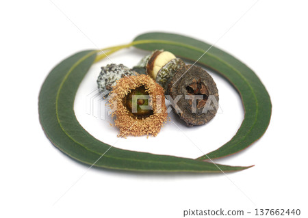Photo of eucalyptus flowers and seeds isolated on white Photo of eucalyptus flowers and seeds isolated on white 137662440
