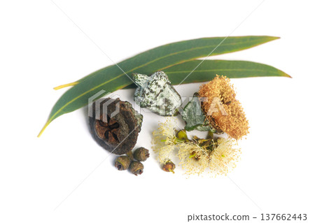 Beautiful eucalyptus flowers and seeds isolated on white 137662443
