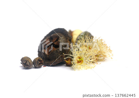 Natural eucalyptus seeds fruits on white background Natural eucalyptus seeds fruits on white background 137662445
