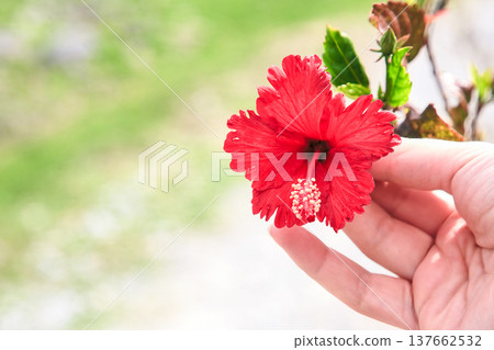 <沖繩縣> 一朵鮮豔的紅色木槿花 <沖繩縣> 一朵鮮豔的紅色木槿花 137662532