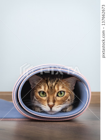 Bengal cat inside rolled yoga mat with copy space 137662673