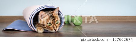 Bengal cat inside rolled yoga mat with dumbbells and copy space 137662674