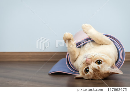 Burmese cat lying upside down inside rolled yoga mat 137662675