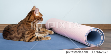 Bengal cat looking at rolled yoga mat on floor 137662676