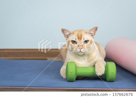 Burmese cat holding dumbbell on yoga mat 137662678
