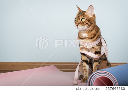 Bengal cat with measuring tape on yoga mat Bengal cat with measuring tape on yoga mat 137662680