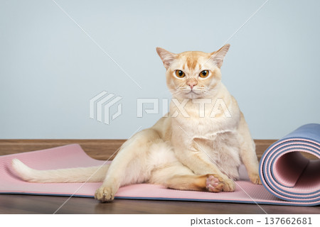 Burmese cat sitting on yoga mat 137662681