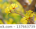 三水黃色的花朵 137663739