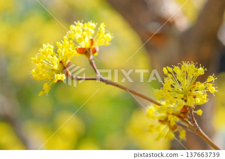 Yellow flowers of Sanshui Yellow flowers of Sanshui 137663739