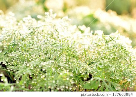 Plantation of green dill in the garden. Plantation of green dill in the garden. 137663994