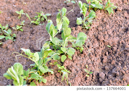 Green pea plantation in the garden. Green pea plantation in the garden. 137664001