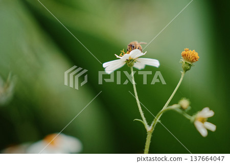 Close-up of daytime bees and sagebrush 137664047