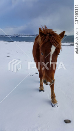 A close-up view of a small chestnut horse wandering freely along the snow-covered bay on the Kuril Islands. A close-up view of a small chestnut horse wandering freely along the snow-covered bay on the Kuril Islands. 137665353
