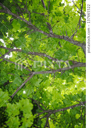 Lush green summer foliage and tree trunks captured from below, showcasing the vibrant colors and intricate patterns of nature. Lush green summer foliage and tree trunks captured from below, showcasing the vibrant colors and intricate patterns of nature. 137665522
