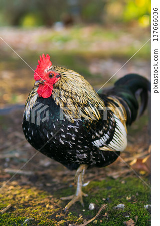 Colorful rooster on the farm. Colorful rooster on the farm. 137666036