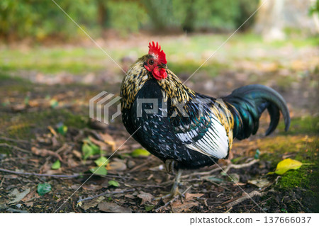 Colorful rooster in the garden Colorful rooster in the garden 137666037