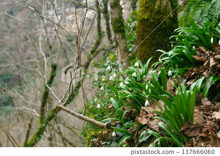 close up of snowdrop in the mountain forest close up of snowdrop in the mountain forest 137666060